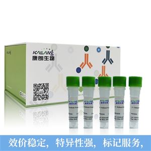 猪圆环病毒1型染料法荧光定量PCR试剂盒