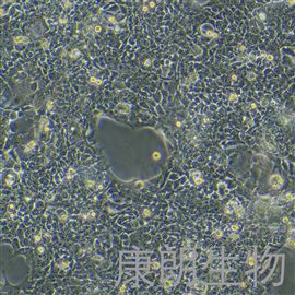 TE-6人食管癌細胞