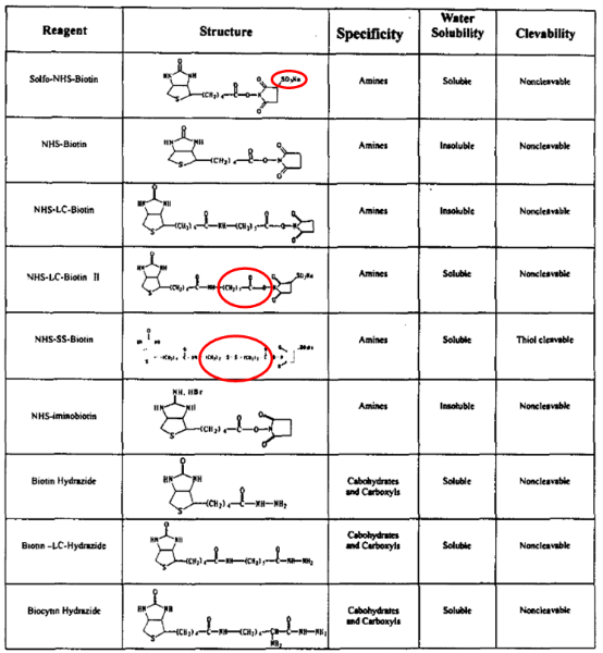 biotin-reagent