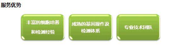 A549（人非小细胞肺癌细胞）
